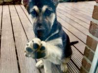 Welpen, Osteuropäische Schäferhund (OES,VEO)