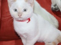 Kätzchen, Katzenbabys