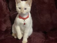 Kätzchen, Katzenbaby