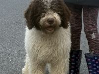 Spanischer Wasserhund - Perro de Agua Español