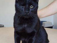 Amy und Bruder Sheldon brauchen dringend ein Zuhause oder einen Pflegeplatz!