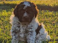 Lagotto Romagnolo x Expò o Compagnia