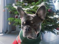 Französische Bulldogge Deckrüde