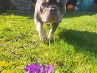 Französische Bulldogge Deckrüde