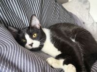 Zuckersüße Jungkatze