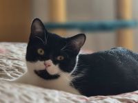 MÖHRCHEN sucht ein Zuhause