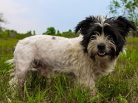 Pele, Tibet Terrier Mix, geb. 2024, su. hunderefahrene Besitzer