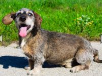 Pivi, Rauhhaardackel, geb. 2011, lieber, fitter, blinder Senior