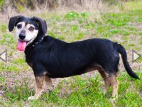 Bori, Dackel Beagle Mischling, geb. 2016, ein richtiger Goldschatz