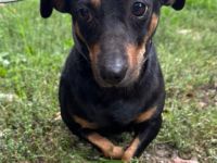 Babsi, Dackel, geb. 2015, sucht verständnisvolle Menschen