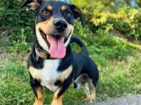 Joshi in 88079 Kressbronn sucht sein Für-immer-Zuhause