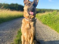 Malu in 31848 Bad Münder sucht ihr Für-immer-Zuhause