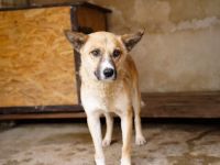 Vorsichtiger Coju sucht ein Herz, das ihn versteht