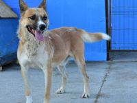 Vorsichtiger Coju sucht ein Herz, das ihn versteht