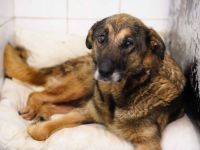 Milla: Freundliches Herz auf der Suche nach einem Zuhause