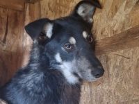 Zitrone: Eine kleine saure Frucht, die süß werden will