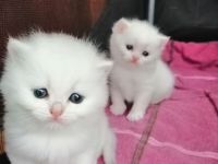 Reinrassige BKH Kitten