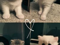 4 Zuckersüße Kitten suchen ein Zuhause– liebevoll aufgezogen, verspielt & verschmust