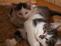 Junge Katzen abzugeben