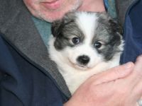 Großspitz-Welpen mit Papieren