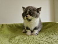 Katzenoaze