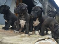 Amerikanische Staffordshire Welpen