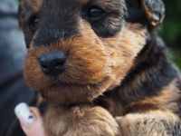 Welsh Terrier Welpen