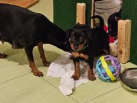 Zwergpinscherwelpen (reinrassig)