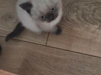 Süßer Siamkater sucht liebevolles Zuhause