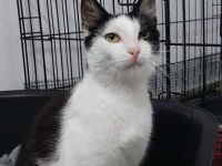 süßer Hashi sucht sein Kuschelpersonal