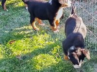 Rassenreine Appenzeller Sennenhunde Welpen Ab sofort direkt abzugeben