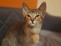 Abessinier Katzenmix