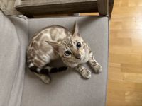 Bengal Kater zu verkaufen