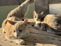 Tracy, Ryan und Cash