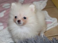 Kleiner Zwergspitz Pomeranian Welpe mit Ahnentafel Creme mit blau marmorierten Augen