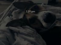 Perro sin pelo peru rüde