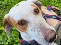 Spotty 4, männlicher Mischling