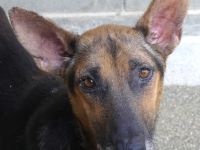 Hooch 4, männlicher Schäferhund-Mix