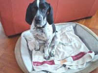 Max 12, männlicher Beagle-Mix (zur Pflege in 15859 Storkow)