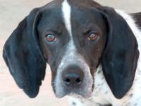 Max 12, männlicher Beagle-Mix