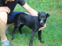 Darf Ruby dein Herz erobern?