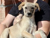 Marseille - unser Hundemädchen fürs Herz