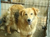 Chani - wartet auf ihre Herzensmenschen