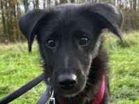 Chico, junger, lieber, offener Hund sucht Familienanschluß, 5 Monate, 38cm