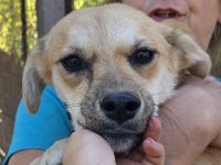 Cora, ruhige, soziale Hündin mit viel Herz und Charakter, 2 Jahre 45 cm