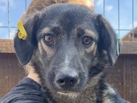 Jackomo, stille, sanftmütige Seele, die einfühlsame Menschen sucht, 2 Jahre, 50 cm