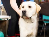 Amigo - sanfter Riese sucht Zuhause