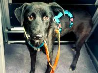 Dezra auf Pflegestelle in 48145 Münster sucht ihr Für-immer-Zuhause