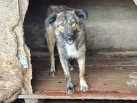 Sparky - ein Hund zum Verlieben