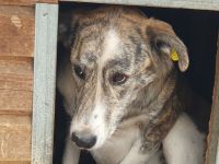 Maja, wunderschöne, hell gestromte, zurückhaltende Hündin, 2 Jahre, 60 cm